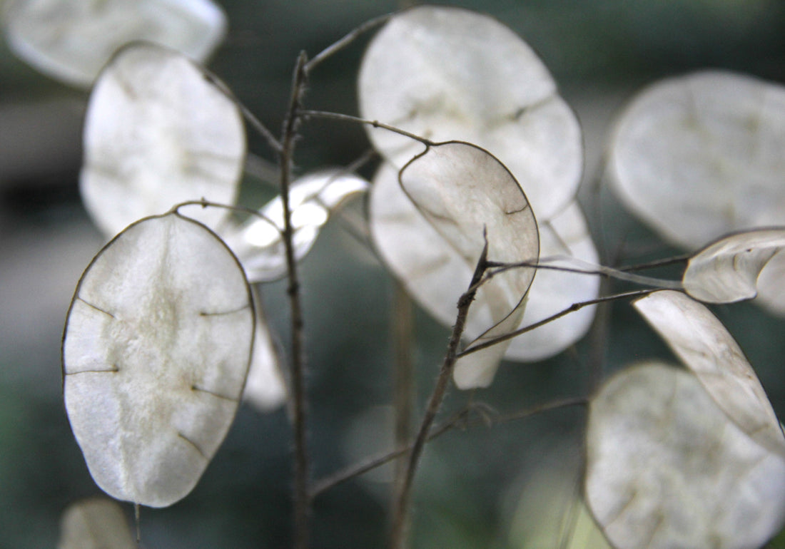 Lovely Lunaria