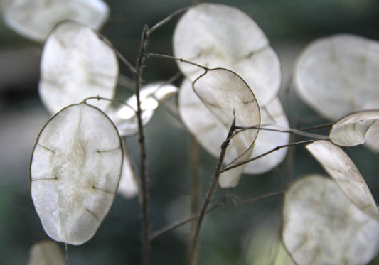 Lovely Lunaria