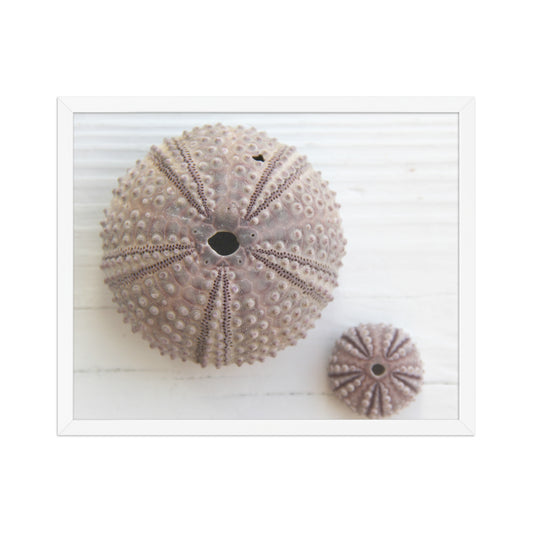 'Urchins' Framed Photograph of Tiny and Regular Sized Sea Urchin Shells by Sook & Hook