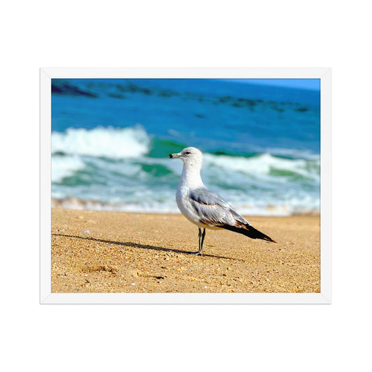 'Belmar Gull' Framed Photograph of a Seagull on Belmar Beach, NJ by Sook & Hook